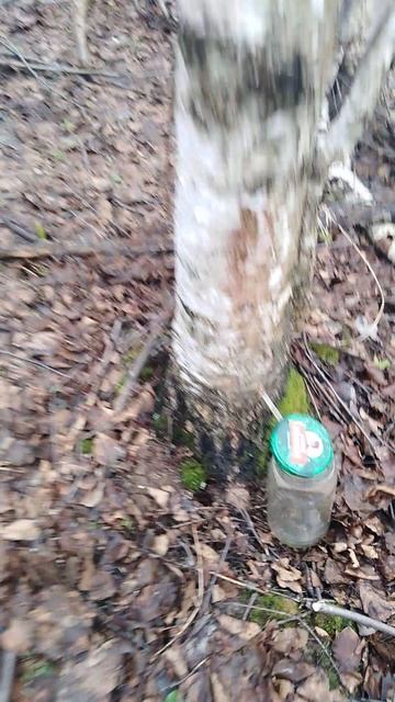 ✔Собираю берёзовый сок💧✔