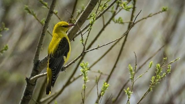 Елена Карпук - Белая черемуха