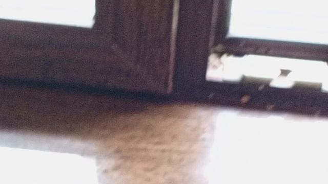 приглашаем на обед белок