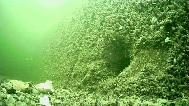 1000015207.mp4Волга гл.5м.13.04.2026г.