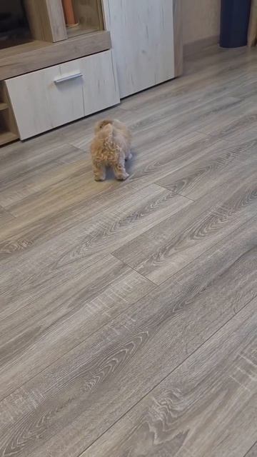 Щенок мальтипу Чарли, возраст 2,5 месяца