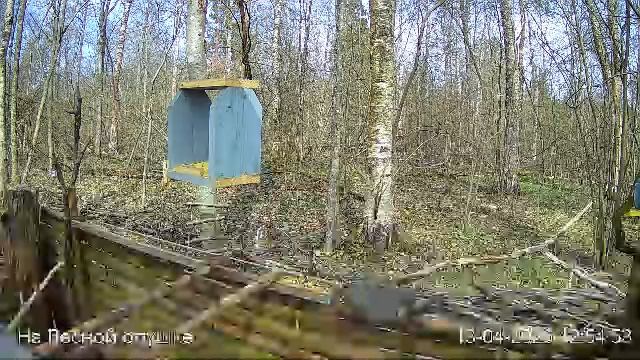 LIVE: На лесной опушке. Природа онлайн