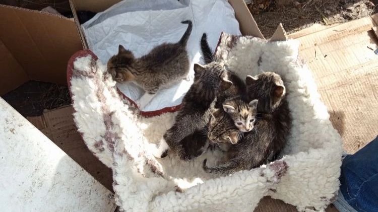 20260413 У нашей подопечной кошки во дворе котятки открыли глазки и пытаются вылезть из домика.