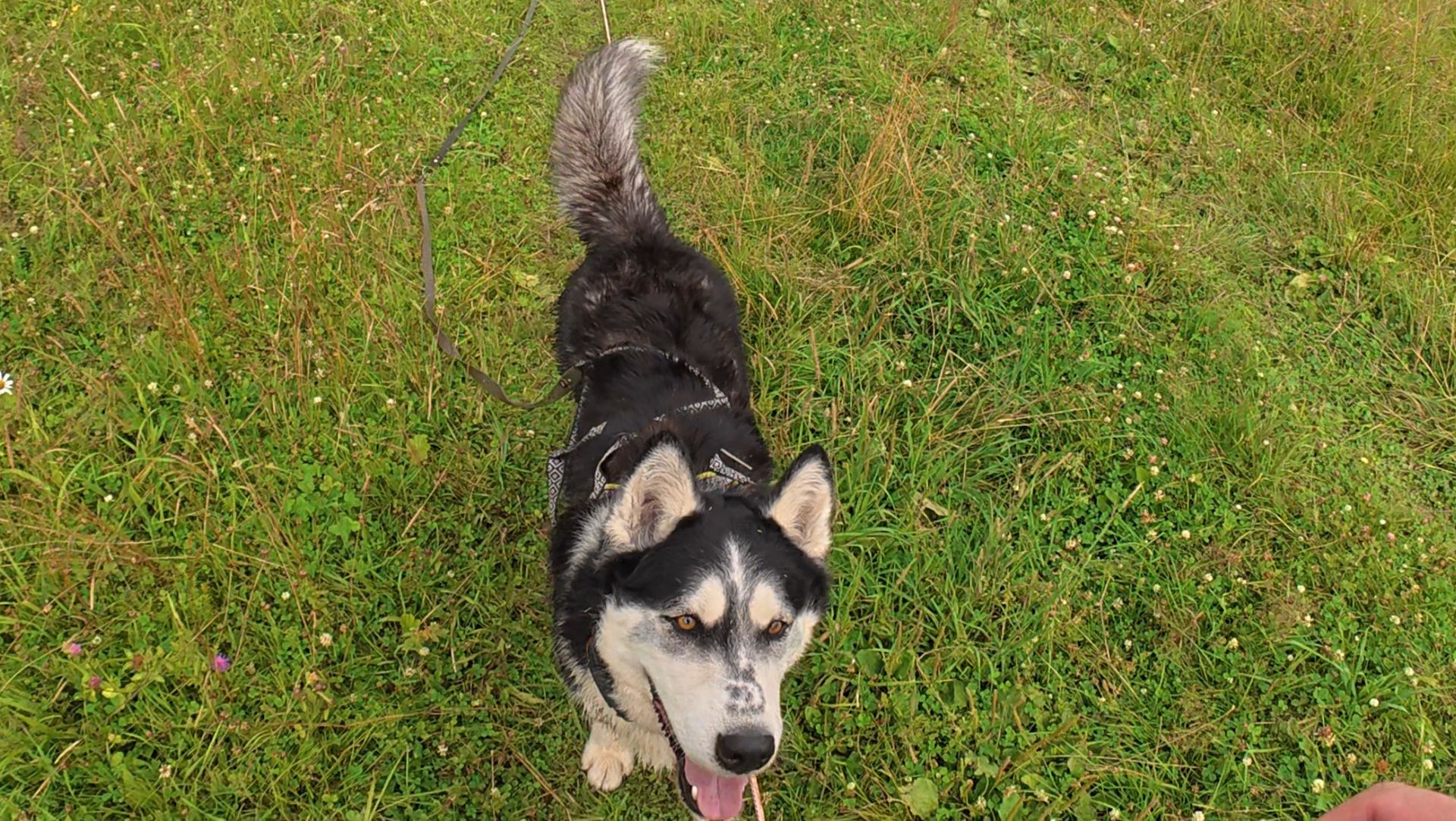 С хаски Диком на длинном поводке. Пруд, поля. 19.07.2025 часть 2