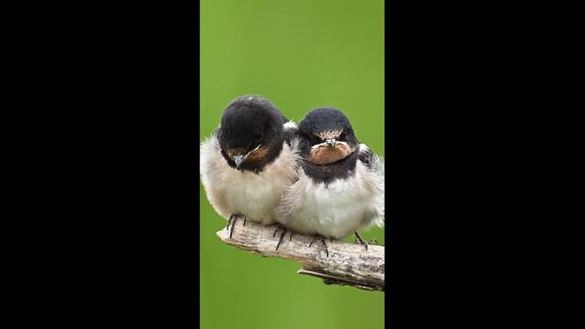 Videos Graciosos 62. - Смешные Видео 62.