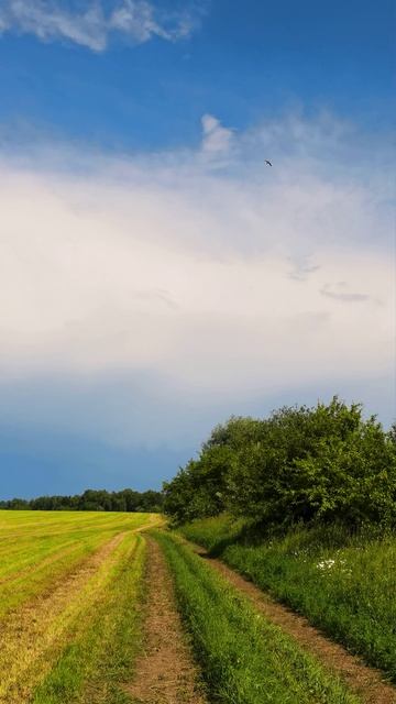 Голоса птиц. Как кричит чибис (Vanellus Vanellus) #чибис #природа