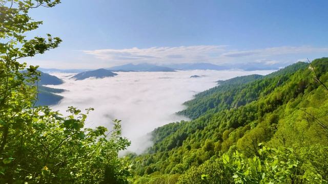 Нежные птичьи голоса Кавказских гор — утро в долине, звуки природы.