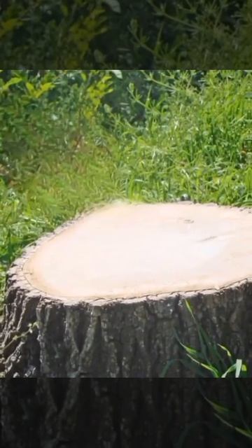 Помните... ? #brainrot #Roblox #meme