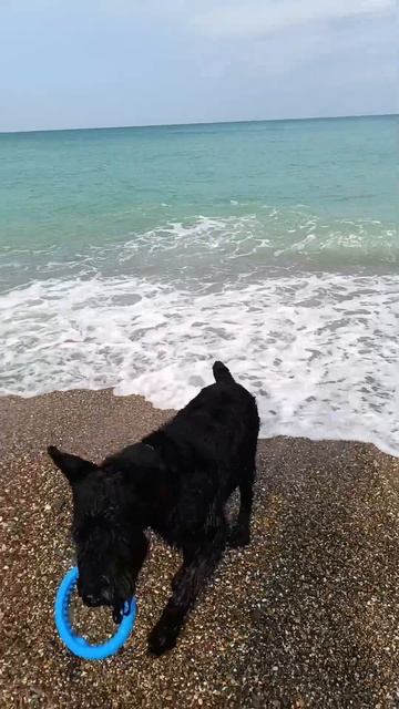 Video.Guru_20240817_170721358