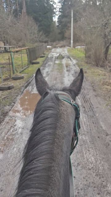 Едем в сосновыйтбор