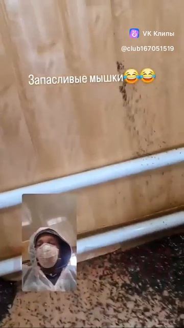 A Story About Mouse 🐭