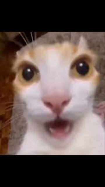 УЖЕ 56 ПОДПИСЧИКОВ!