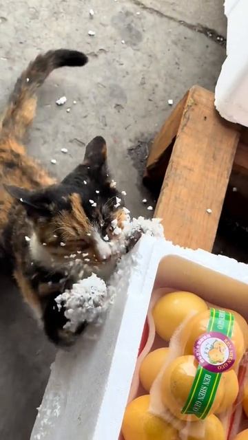 Мемы с животными