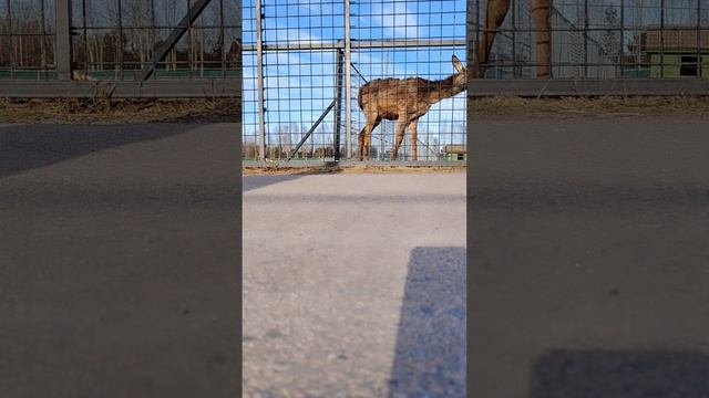 Зоопарк часть 2 повторно