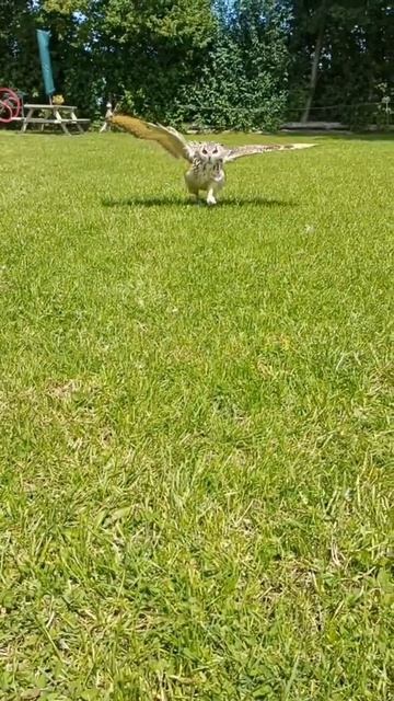 Внимание!К вам бежит сова