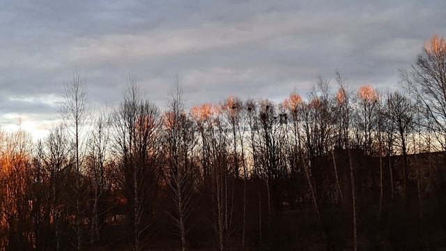 Рыжий закат из моего окна# Верхушки деревьев рыжие, как шубка лисички#