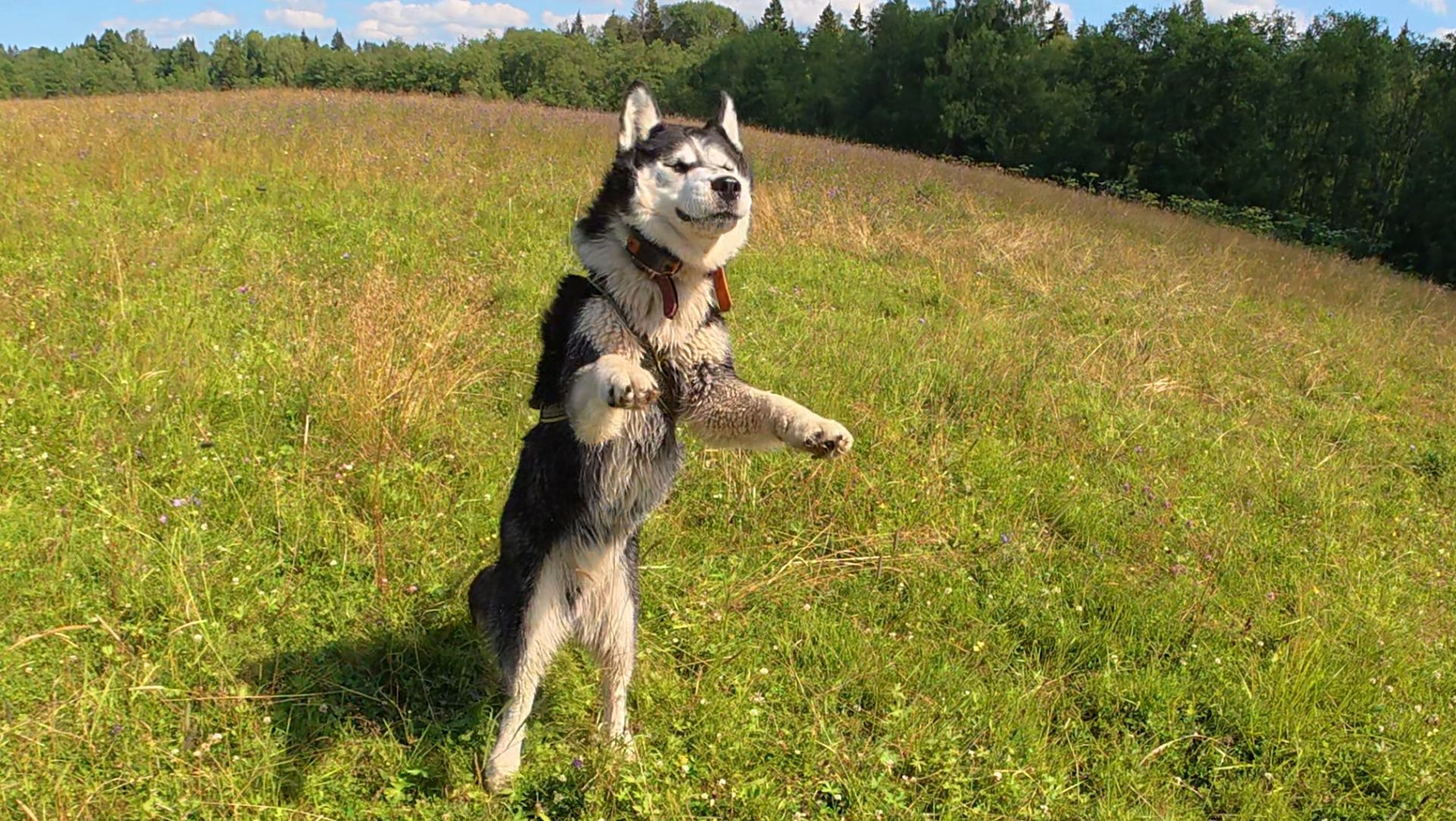 С хаски Диком на даче, на поводке 150 метров 18.07.2026