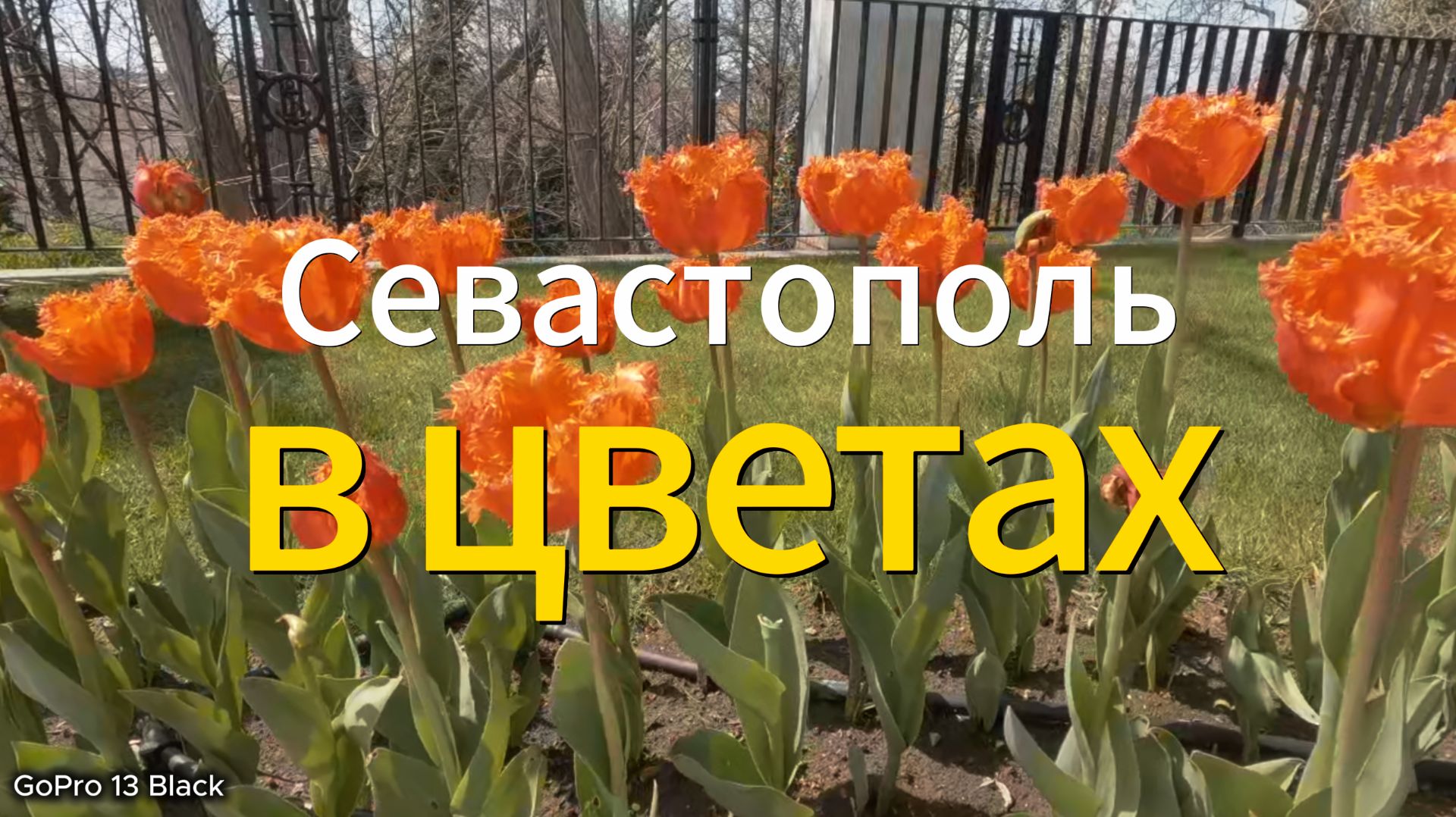 Севастополь в цветах
