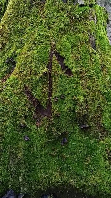 Руна Эйваз — ᛇ