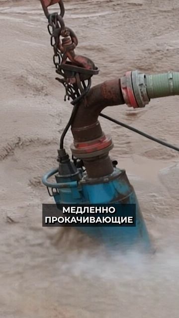 🤔 Как тюлени “видят” усами