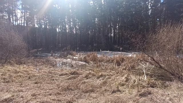 ВЛОГ/ХОЛОДНЫЙ ЛОГ И ВСТРЕЧА С КОЗЛАМИ