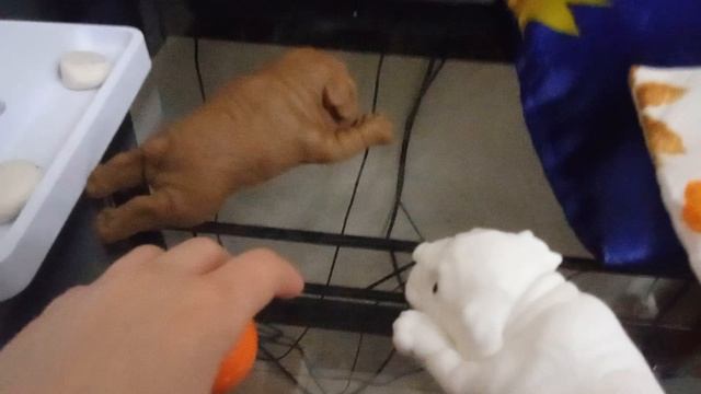 Мопсики часть 2))✨✨