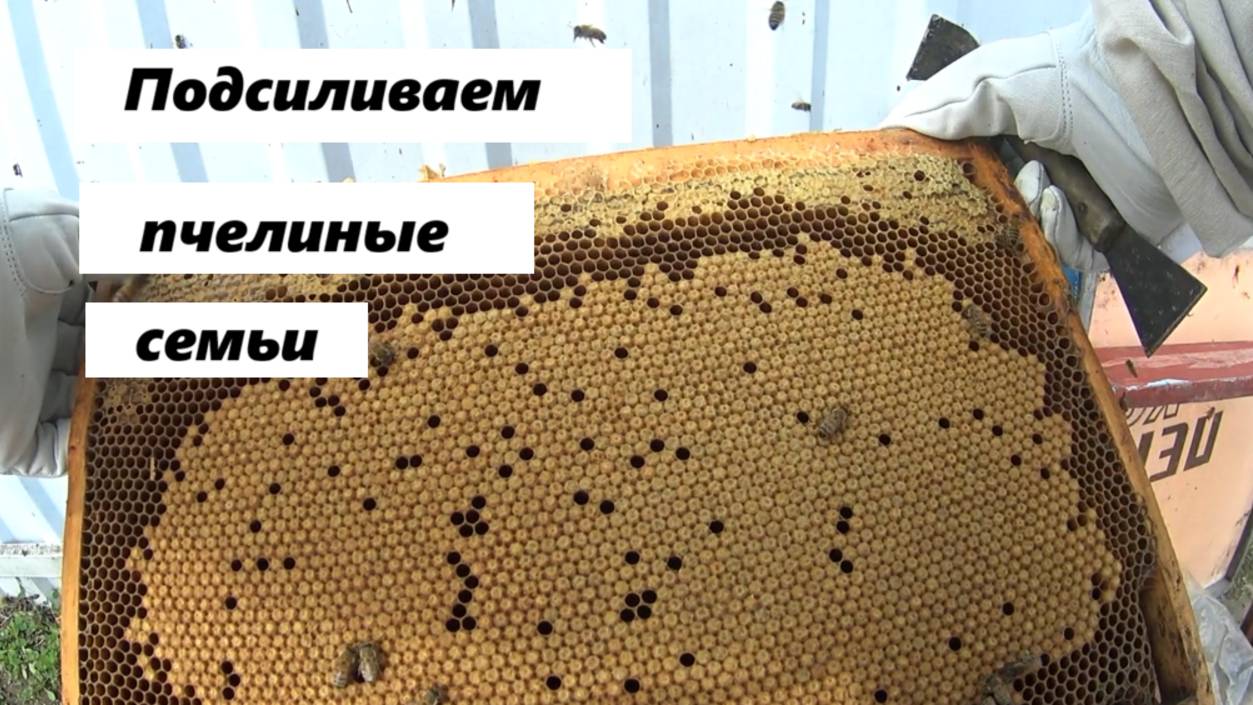 Выравнивание пчелиных семей.