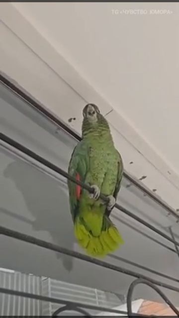 закудахтал☺️