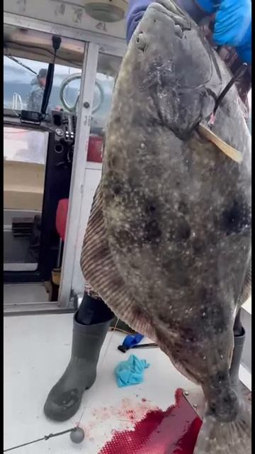 Рыбалка на палтуса, Итуруп