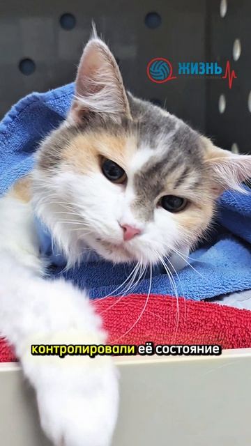 Стационар для животных в Калуге. Ветеринарная клиника Жизнь.