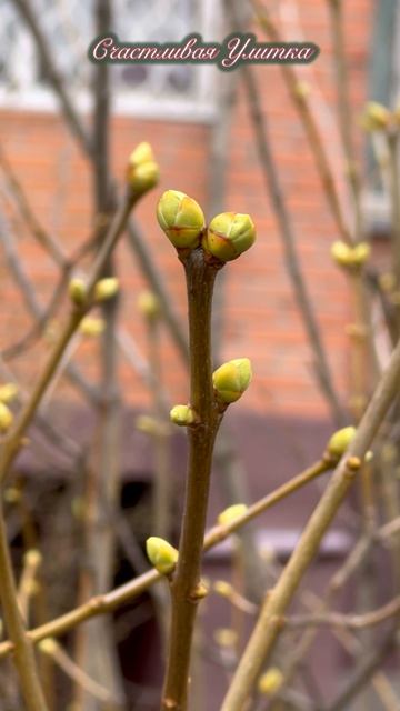 Апрельская природа