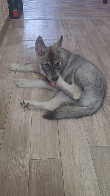 Не послушная лапа )) #русскийвольфхунд #собака #щенки #животные #собаки #волкособ #новоевидео #волк