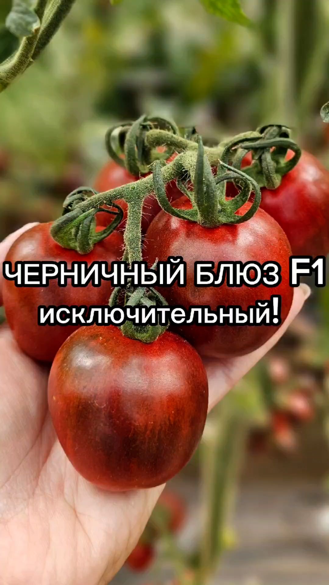 Идеальный томат для фарширования.