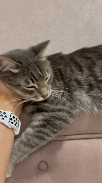 Милый котик на спинке дивана сидит 😺🐱