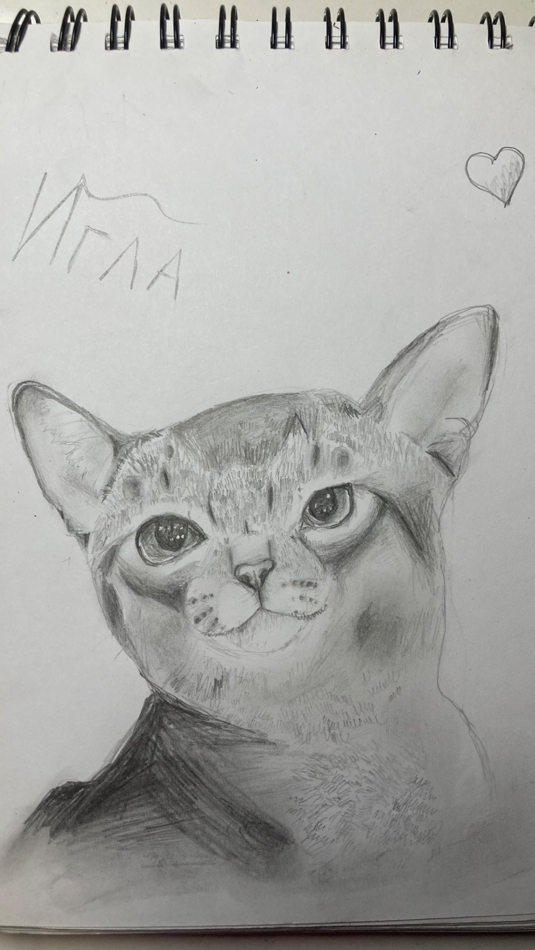 Рисую реалистичного кота карандашом. В школе начала.