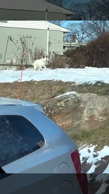 Щенячий автобус🐶