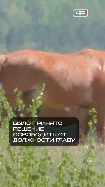 Главу Красного Чикоя сняли с должности