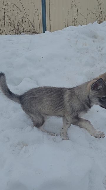 Русский вольфхунд Велес, возраст 2.5 мес, весит парень 16кг #русскийвольфхунд #волк #волкособ