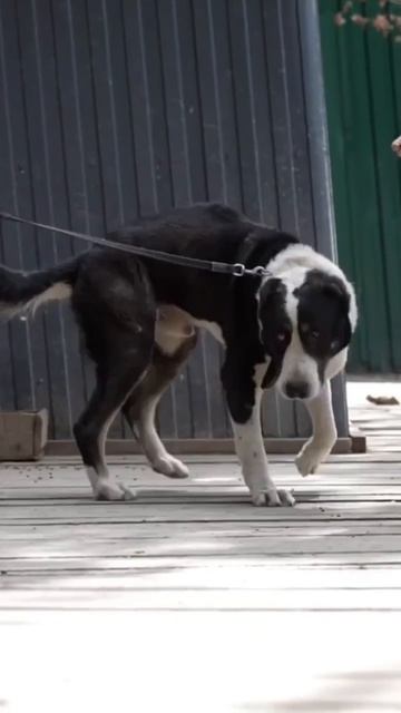 Мечта настоящего мужчины, САО Драго 🍀 ищет 🏠❗Пост в описании 🎥 #сао #собака #алабай #любовь