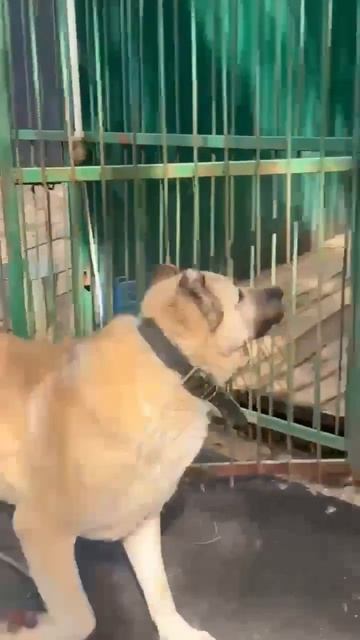 Красавец медвежонок САО Мартин 🍀 ищет 🏠❗Пост в описании 🎥 #любовь  #собака #алабай #сао #счастье