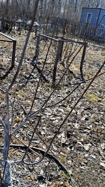 Обрезка молодой сливы