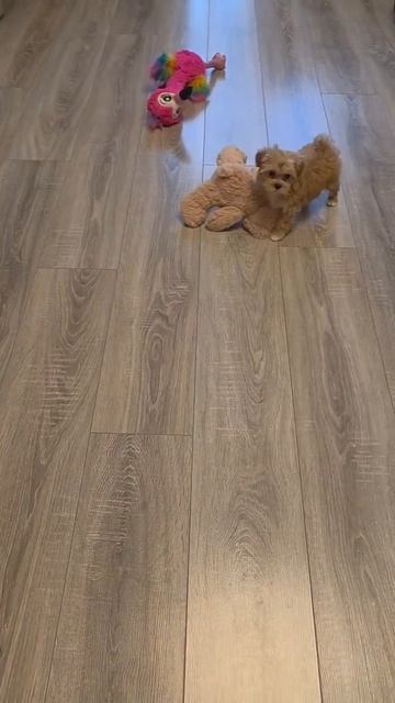 Щенок мальтипу Майли, возраст 2,5 месяца