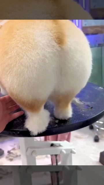 Довольная попка😊