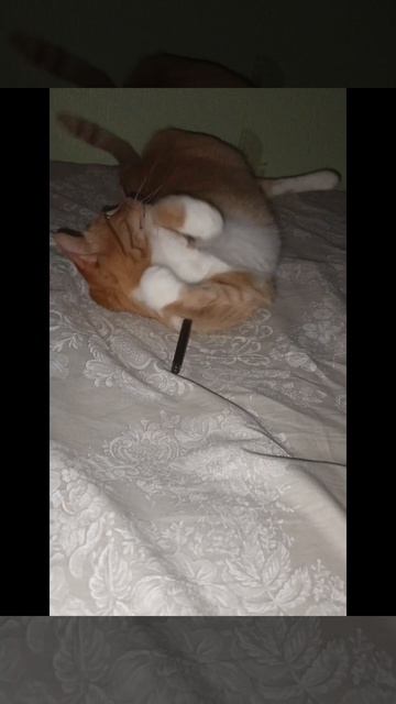 Ночные игры Персюши, все не спят😂