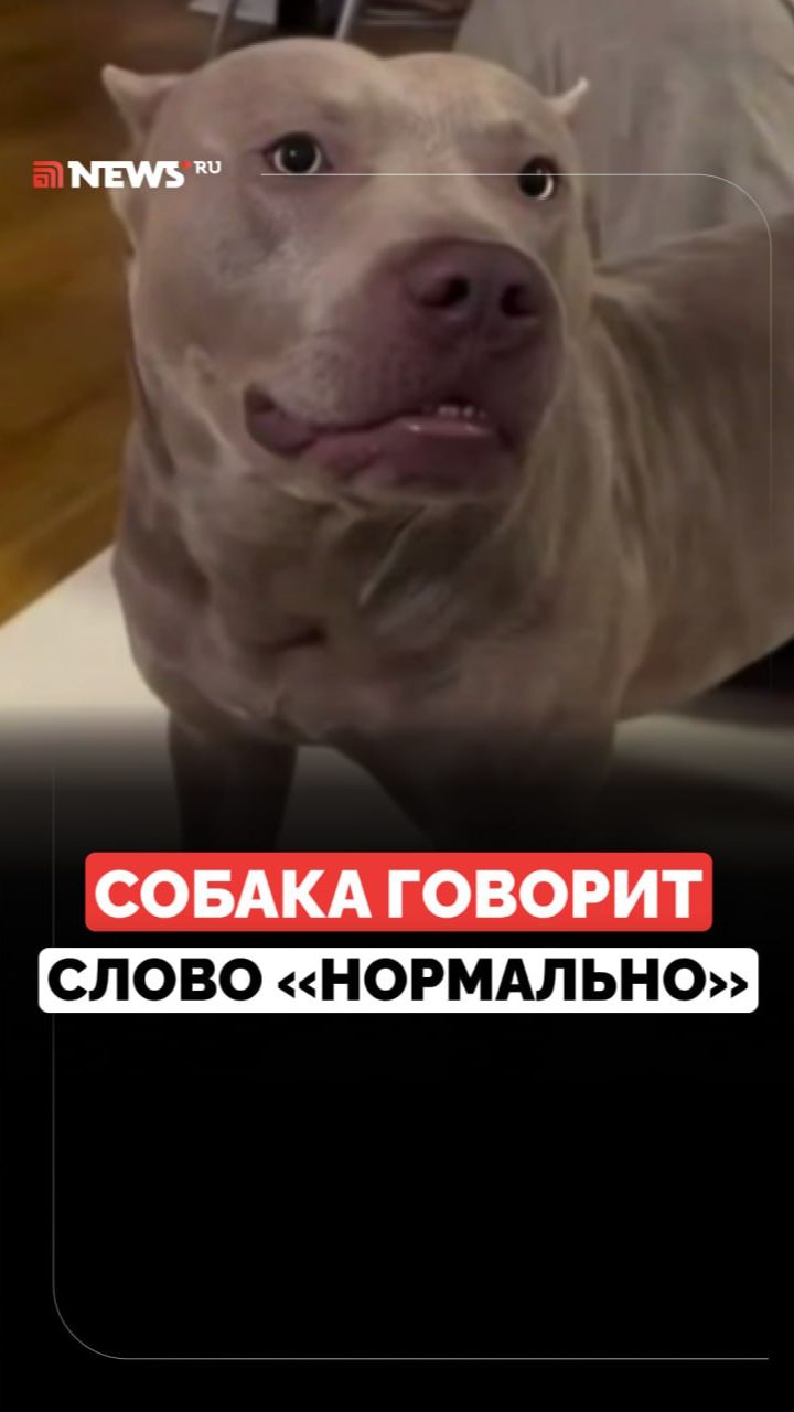 «Нормально»: пёс научился отвечать на вопрос, как у него дела