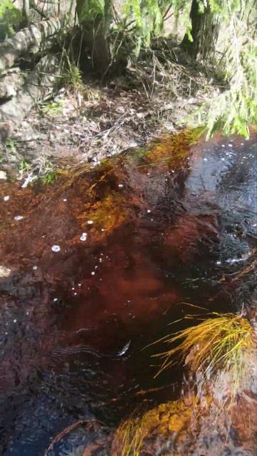 Звук весеннего ручья