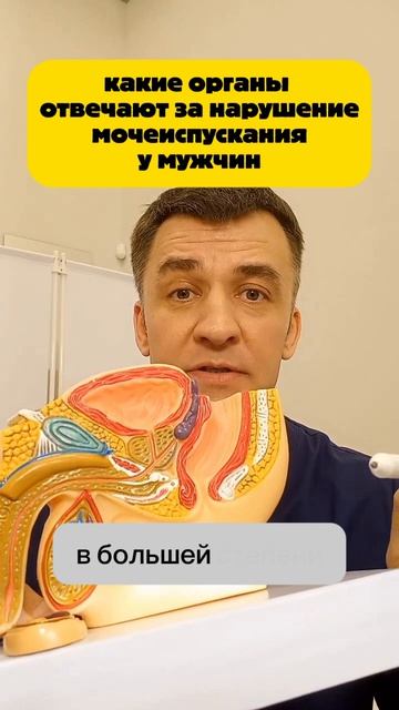 Парни, показываю, какие органы отвечают за нарушение мочеиспускания