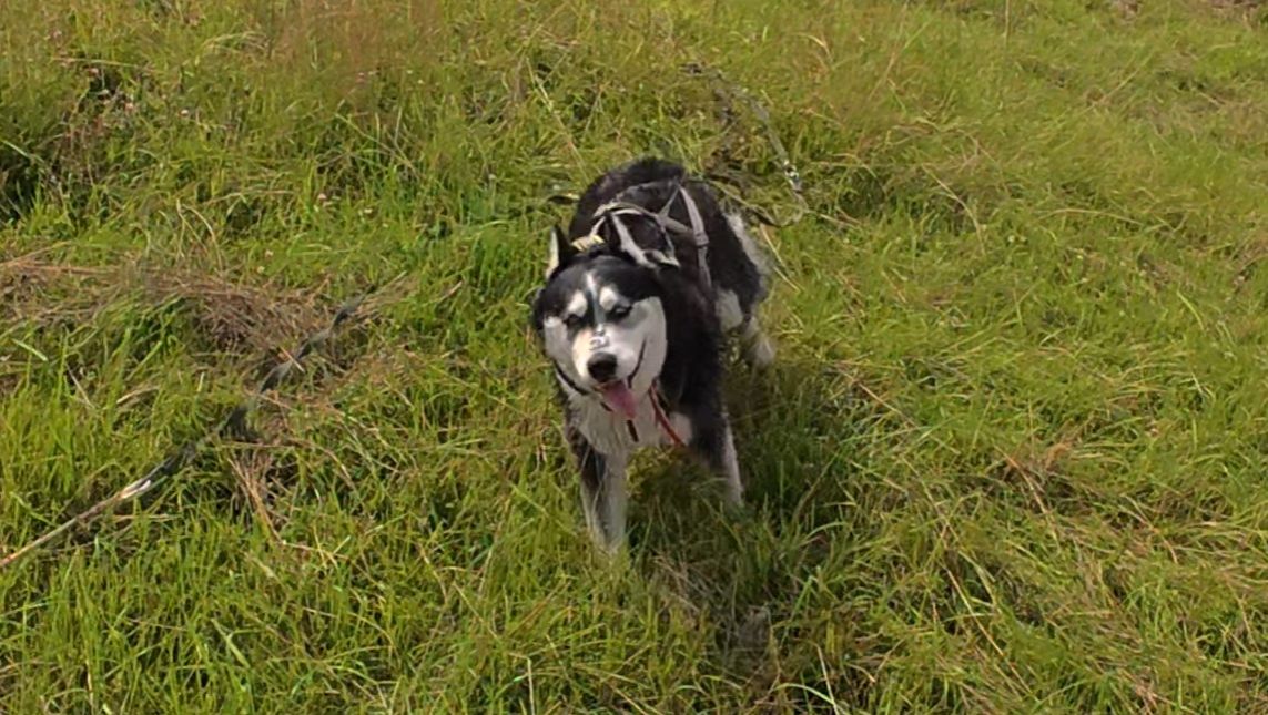 С хаски Диком на длинном поводке. Пруд, поля. 19.07.2025 часть 3