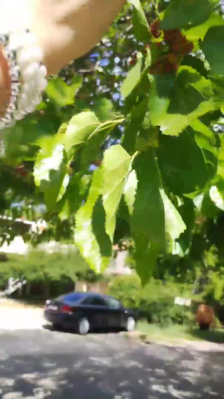 Доброе утро 🖐 Шелковица в Джубге