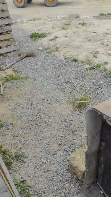 Черного пёсика приезжаю кормить каждый день